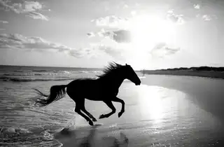 Loading the media file...